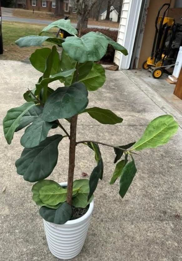 Fig Plant Faux