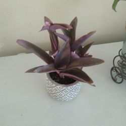 Purple Heart Plant In Ceramic Pot 