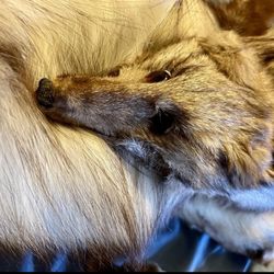 Large 54” Taxidermy Quality Light Red Fox Skin with Feet