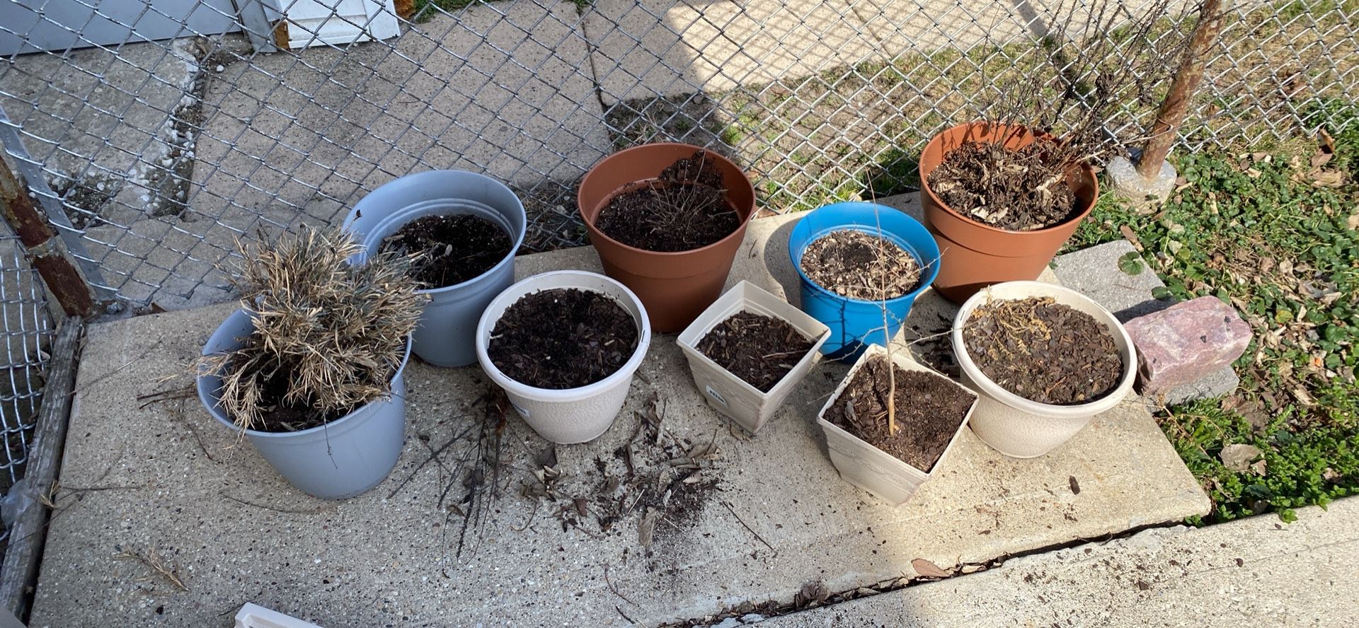 Pots With perennial plants