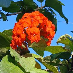 Geiger Tree Native Florida Flowering Tree