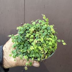 String Of Frogs In 4” Pot 