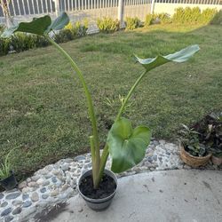 Calla Lily Plant. Alcatraz En Maceta De 10” 
