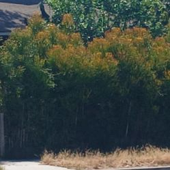 6 Inches Tall Firestick cactus in a gallon container