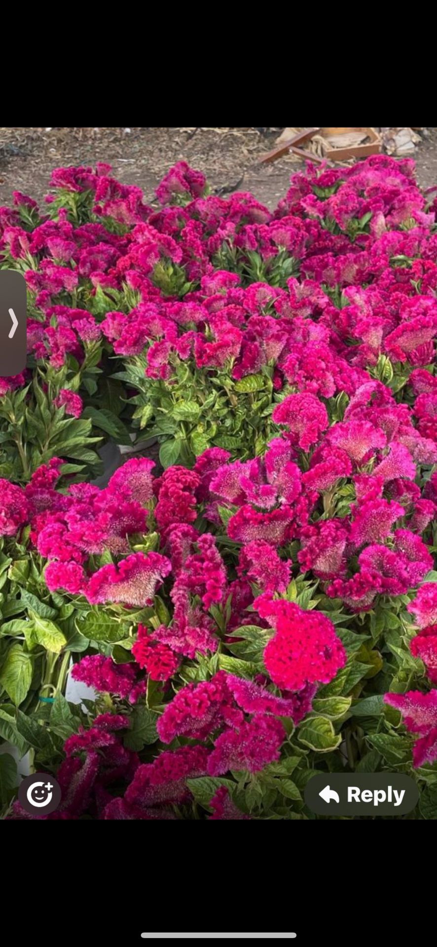 Dia De Los Muertos Flowers 