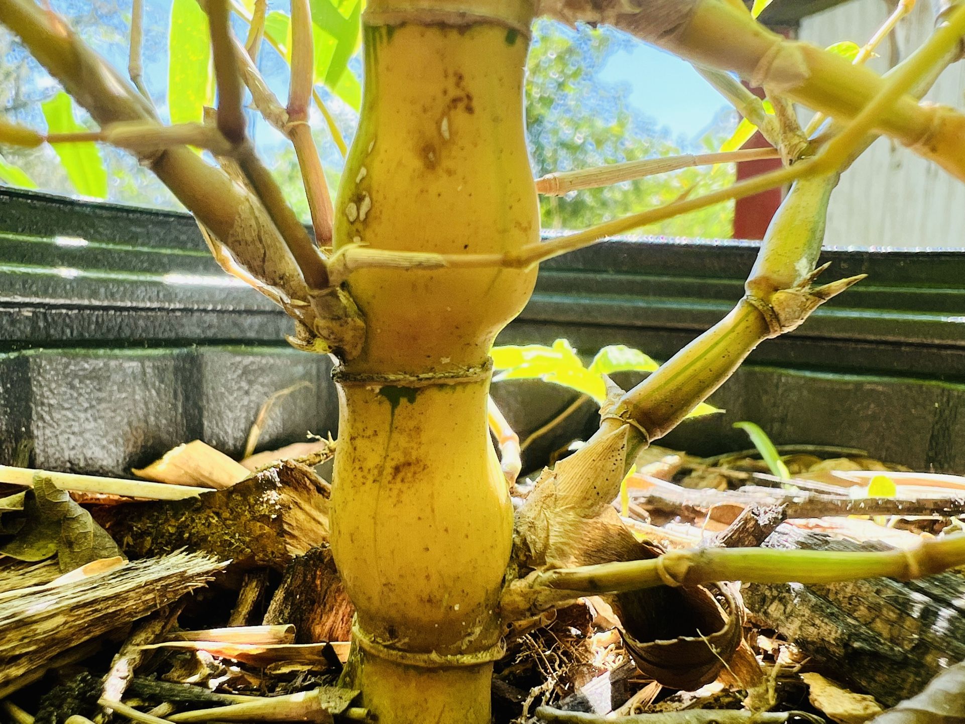Yellow Buddha Belly Bamboo 3gal Live Plant 