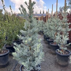 Icee Blue Podocarpus Hedge