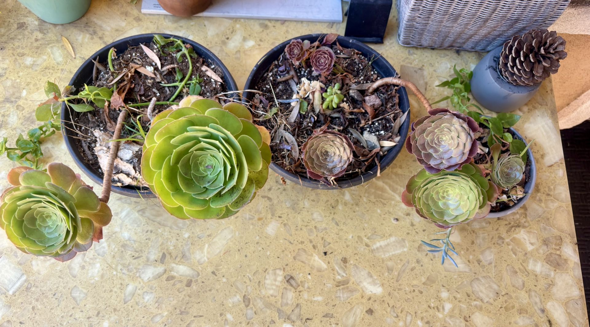 Succulents 