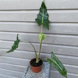 6” alocasia sarian