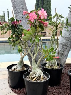 Adenium Obesum - Desert Rose - 3 Gallon Grafted Plants