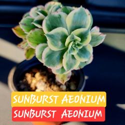 PLANT SALE TODAY SATURDAY IN SAN LORENZO TONS OF SUCCULENTS 