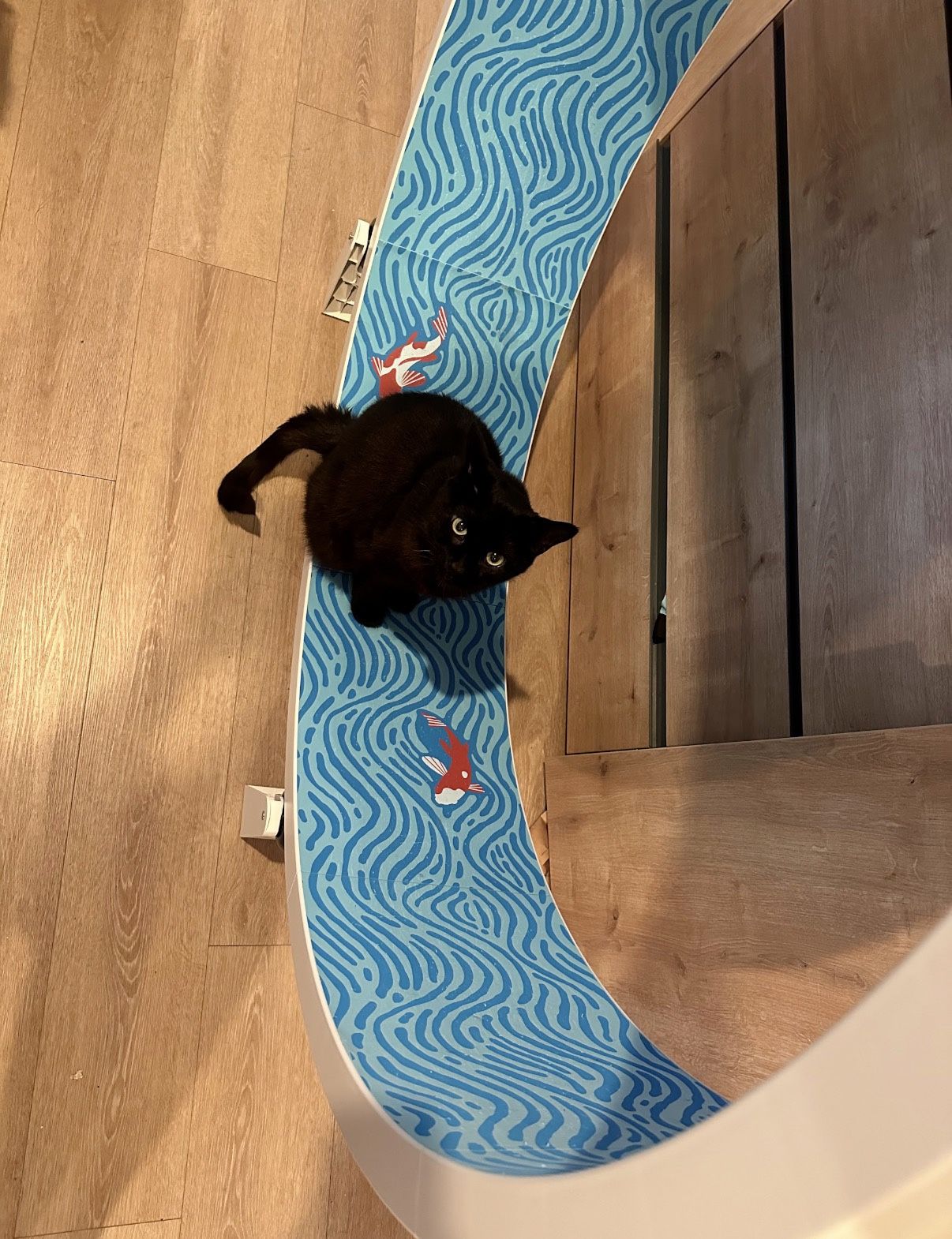 Exercise Wheel For Cats (One Fast Cat with Multicolor LED Wheels)