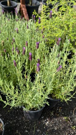Spanish Lavendar