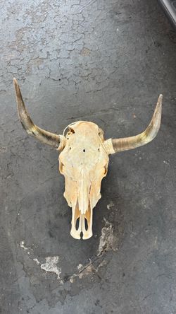 Bull Head/Horn