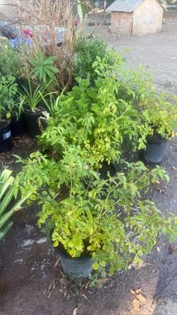 small rose bushes