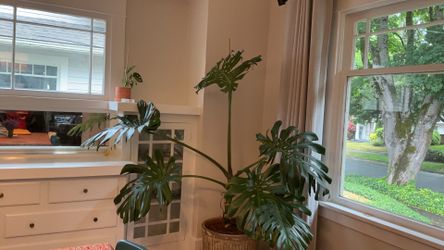 Giant Monstera Plant