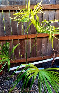 Windmill Palm tree.