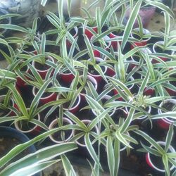 Baby Spider Plants
