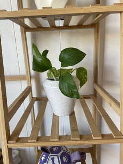 Lush Green Pothos – Comes with Modern Ceramic Planter