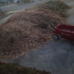Red cedar and pine wood chips for Free Come And Get It Bring Your Own Bags
