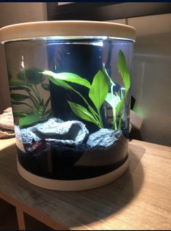 Betta Flo 3.5 Gallon Fish tank