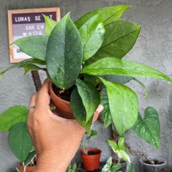 Hoya fungii x pubicalyx ‘Royal Hawaiian Purple’ Plant 