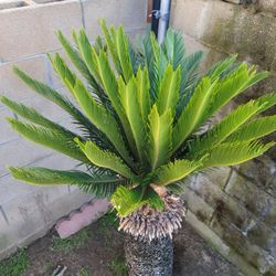 Sago Palm  Tree 🌴 