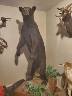 Estate collection FORSALE