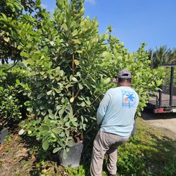 clusias All Sizes available  starting  from $ 8.50 and up Instant Privacy Hedge For Fence Green Full 