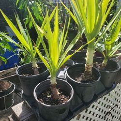 Yucca Plants 