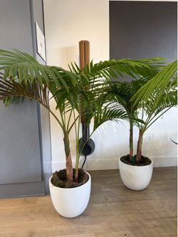 Indoor plants