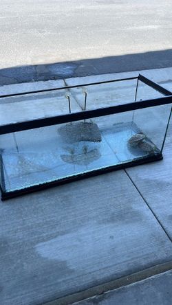 Turtle tank