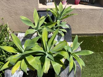 Agave plant