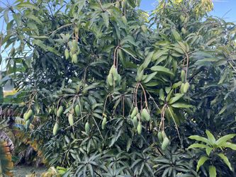 Venus Mango Trees