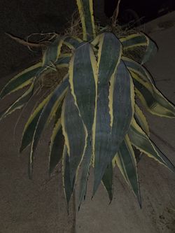 PLANTS FREE FREE!!!