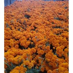 Flor De Cempasuchil 
