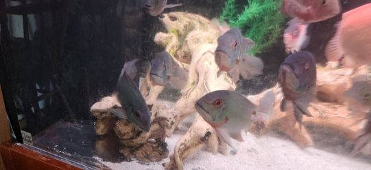 Aquarium decor