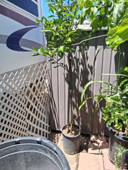 Orange tree