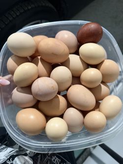 🥚 PREMIUM FARM FRESH ORGANIC EGGS 🐓✨