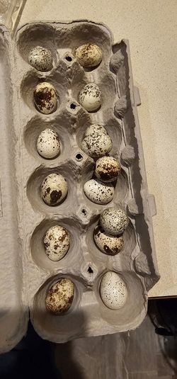 Fertile Quail Eggs