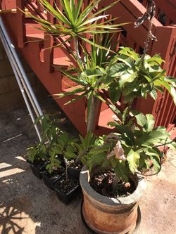 Plants for Sale