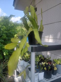Queen of the night Cactus