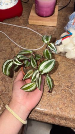 Small Tradescantia plant
