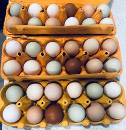 Farm Fresh Eggs