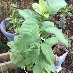 32 Inches Tall Guava Plant 