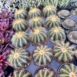 Cactus $5 Each