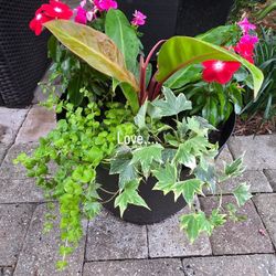 Tropical Plant Arrangements 