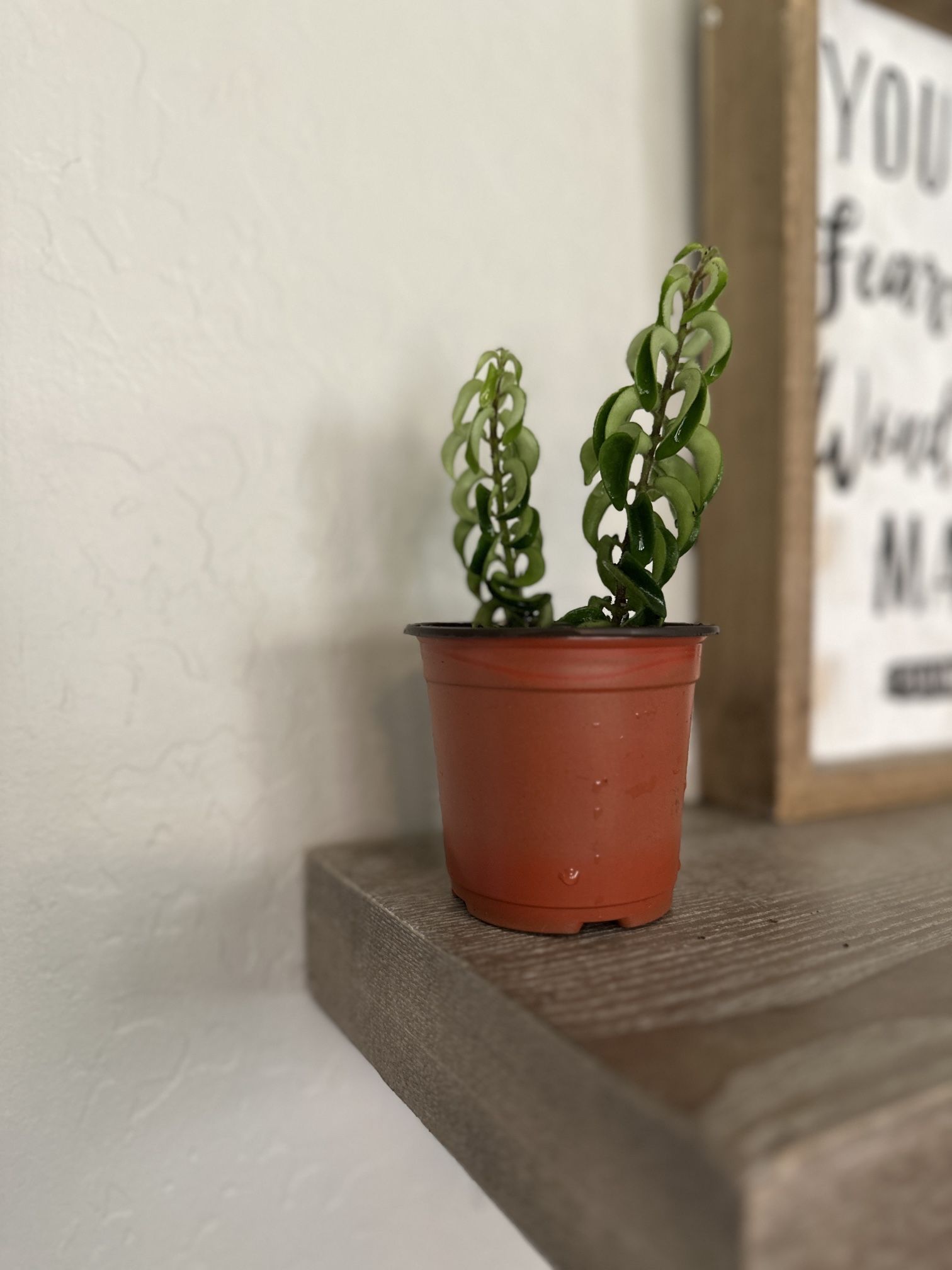 Curly Lipstick Plant 