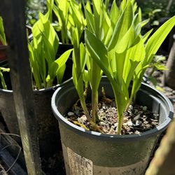  lilies  of the valley Plant