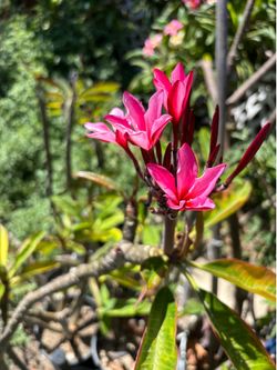 Plumeria plants